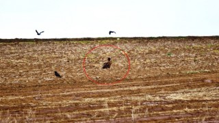 Dünyada nesli tehlike altında olan kara akbabalar gözlemlendi
