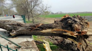 Edirnede şiddetli fırtına: Dev ağaçlar devrildi