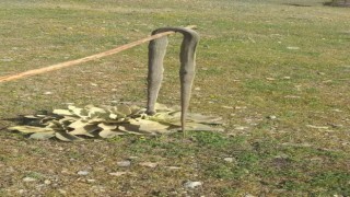 Elazığda baharın gelmesiyle yılanlar görülmeye başlandı