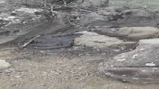 Elazığda dev yılan görenleri korkuttu