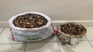 Elazığda salep soğanı toplayan 4 kişiye 436 bin lira para cezası