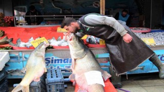 Elazığda sezonun son dev turna balığı yakalandı: Tam 103 kilogram