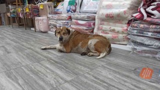 Eli sopalı şahıs sokakta yatan köpeğe saldırdı; o anlar kameraya yansıdı