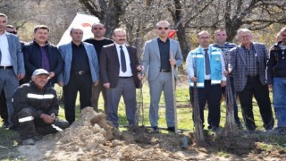 Emette Küreci cinsi elma fidanları toprakla buluştu