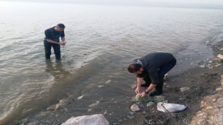 Erçek Gölündeki inci kefali balıkları da korunuyor