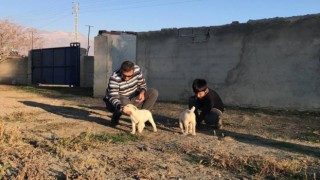 Erzincanda 238 köpek kimliklendirildi