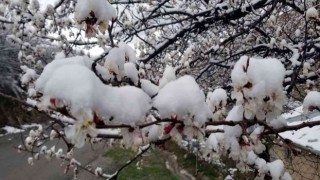 Erzincanda çiçek açan meyve ağaçlarını don vurdu