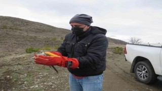 Erzincanda tedavisi tamamlanan atmaca özgürlüğe kanat açtı