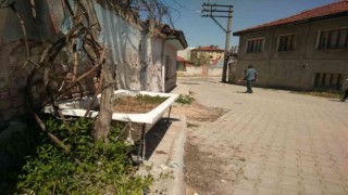 Eskiyen küvetini saksıya dönüştürerek içine sarımsak ekti