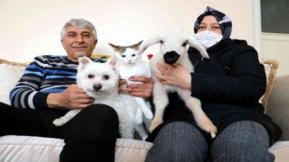 Evcil hayvanları arasına birde kuzuyu eklediler, torun özlemini onlarla gideriyorlar