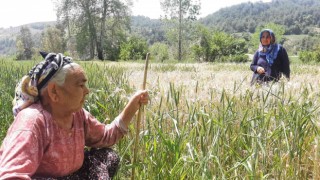 Fatma ninenin buğday tarlasını zehir sıkarak kuruttular