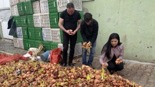 Filizlenmiş soğan, patatesler, çöpe atılmayıp, toprakla buluşturulacak