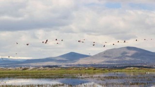 Flamingolar Hürmetçi Sazlığında