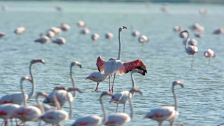 Gediz Deltası Birding Places ağına dahil oldu