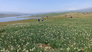 Gergerde yabani nergisler yerli turistlerin ilgi odağı oluyor