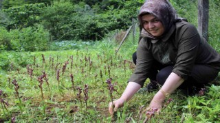 Giresunda fındığa ek gelir maviyemiş ve salep üretimine hibe desteği