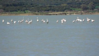 Göç eden flamingolar Çanakkale Tarihi Alanda durakladı