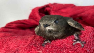 Göç yolunda yorgun düşen ebabil kuşu tedavi altına alındı