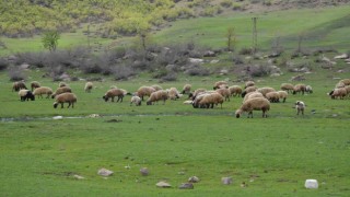 Göçerler kar erimeden Şırnak yaylalarına çıktı