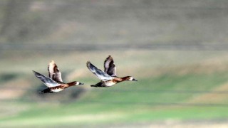 Göçmen kuşların Afrika- Asya yolculuğunun mola noktası: Ekşisu Sazlığı Sulak Alanı