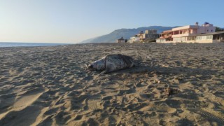 Hatay sahilinde ölü caretta caretta bulundu