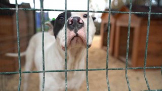 Hatayda yasaklı ırk köpekler için yeni tedbir alındı