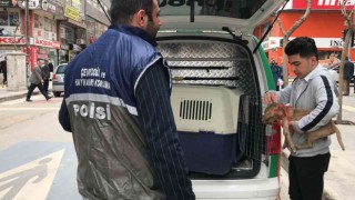 HAYDİden pitbull operasyonu, cezalar peş peşe geldi