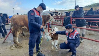 Hayvan pazarında HAYDİ ekiplerinden denetim