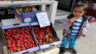 Hindistan cevizi kabuğuyla üretilen çilek Erzincanda satışa sunuldu