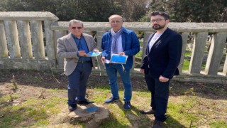 İBBnin kestiği çınar ağaçlarına İstanbul Çevre Konseyinden tepki geldi