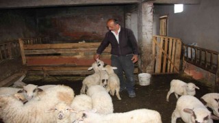 İnternetten satmak istediği koyunlarını dolandırıcılara kaptırdı