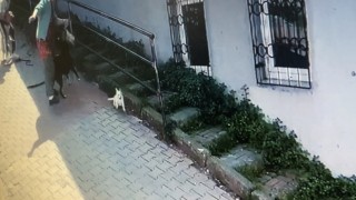 İstanbulda korku dolu pitbull saldırısı kamerada: Köpeğini parka götüren kadın dehşeti yaşadı