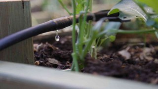 Kadıköyde hasat zamanı: “Yağmur Topla Bizim İçin”
