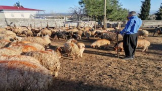 Kahramanmaraşta küçükbaş hayvan nüfusuna 250 bin yavru dahil oldu
