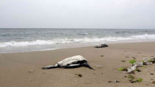 Karadenizde kuş ölümleri devam ediyor