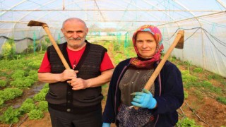 Karı-koca serada yıllardır beraber kazma sallıyor