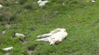 Karsta yaralı köpek ölüme terk edildi