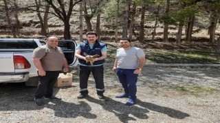 Karsta yaralı şahin tedavi altına alındı