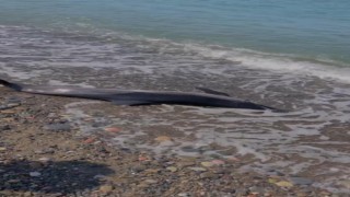 Kastamonuda ölü yunus balığı sahile vurdu