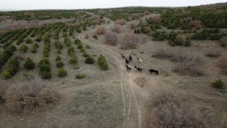 Kaybolan 7 büyükbaş 4 gün sonra dronla bulundu