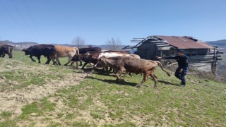 Kaybolan büyükbaş hayvanlarını jandarma ekipleri buldu