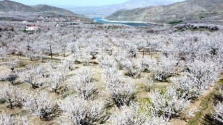 Kayısı çiçeklerinin görsel şölenine ilgi