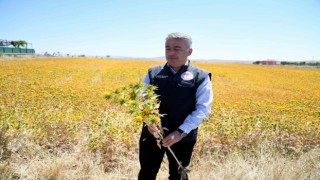 Kayseri aspir merkezi oldu