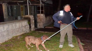 Kayseride pitbull evcil köpekleri parçalayacaktı
