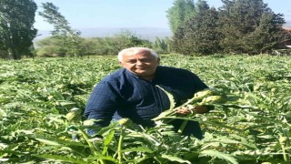 Kazdağlarının eteklerinde enginar hasadı başladı