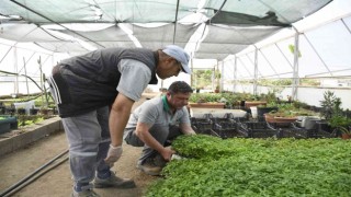 Kemer Belediyesinin yetiştirdiği sebze fidanları halkla buluşmaya hazırlanıyor