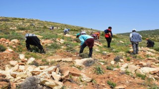 Kilis bal ormanında çalışmalar sürüyor