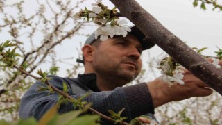 Kiraz üreticisi çifte bayrama hazırlanıyor