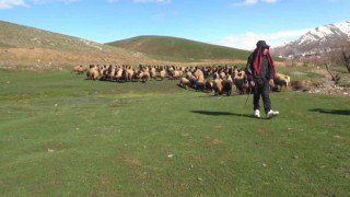 Kışı atlatan besicileri yüksek maliyetli çoban telaşı sardı