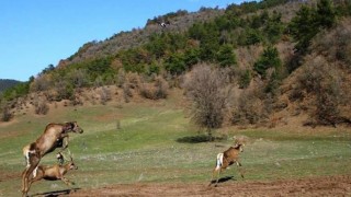 Kızıl geyiklerin doğaya bırakılma sevinci